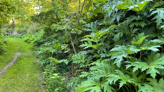 zimmerpflanzen kentia palme Howea forsteriana (Kentiapalme) kaufen