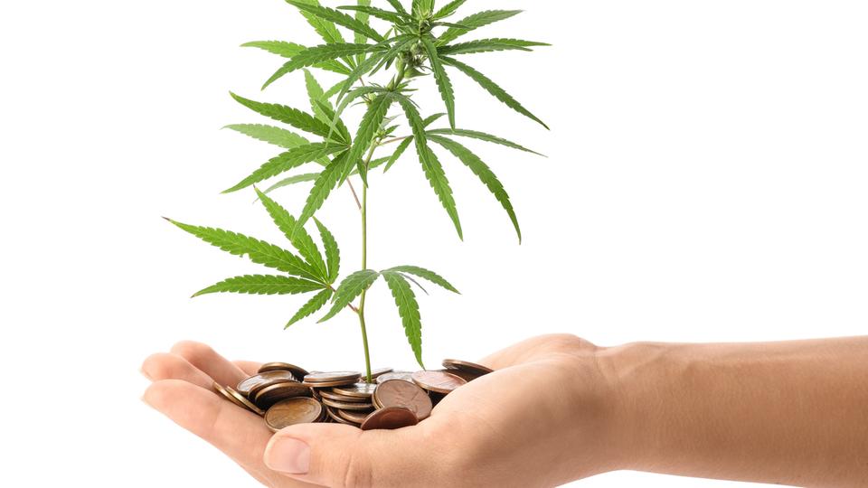 Frau hält Hanfpflanze und Münzen