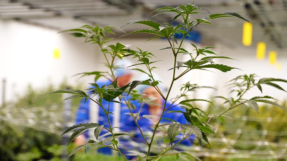 Eine junge Cannabispflanze in den Räumen des Oberhausener Cannabisclubs am Freitag, 28.3.2025.