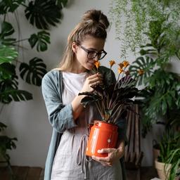 Junge lächelnde Frau Florist in Brillen tragen Leinen Kleid, eine blühende Calathea Pflanze in alten roten Milch kann in ihrem Hausgarten stehen.