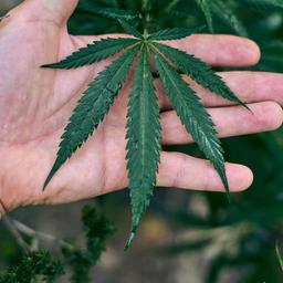 Blatt einer Cannabispflanze auf einer Hand
