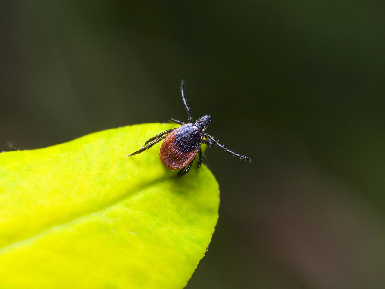 Gefahr von Borreliose und FSME - Diese fnf Pflanzen schtzen vor Zecken im  Garten | brisant.de