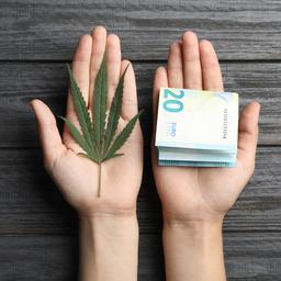 Frauenhände mit einer Hanfpflanze und 20-Euro-Scheinen