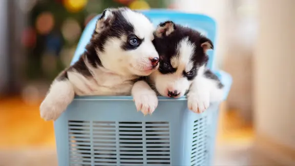Zwei Hundewelpen in einem Einkaufskorb sitzend